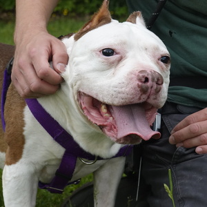 Team Page: Beanie's Believers